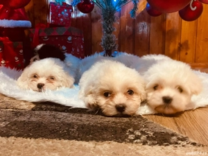 Căței Bichon de vânzare adorabili și jucăuși - imagine 3
