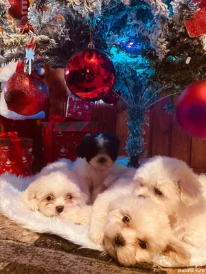 Căței Bichon de vânzare adorabili și jucăuși - imagine 4