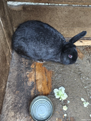 vand iepurita petru reproductie - imagine 2