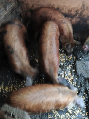 Vand Porci duroc 70-90 kg - imagine 2