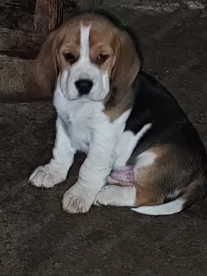 Căței Beagle 2 luni caută stăpâni iubitori  - imagine 5