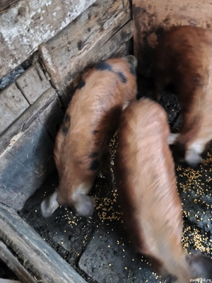 Vand Porci duroc 70-90 kg