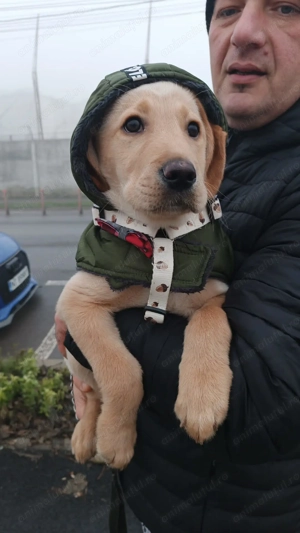  Labrador Retriever galben   pui 3 luni   caut familie responsabilă