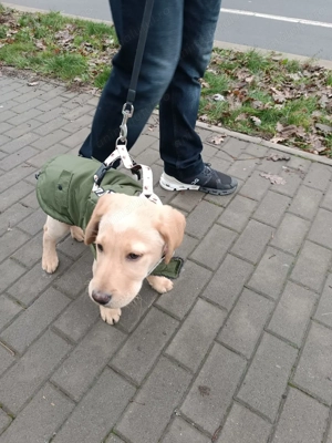 Cățel Labrador rasa pura , 3 luni, educat la apartament - imagine 4