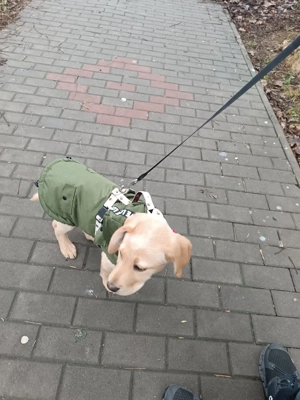 Cățel Labrador rasa pura , 3 luni, educat la apartament - imagine 5