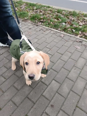 Cățel Labrador rasa pura , 3 luni, educat la apartament - imagine 3