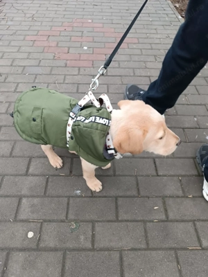 Cățel Labrador rasa pura , 3 luni, educat la apartament - imagine 2