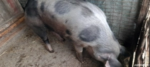 vând porc 200 kilograme 