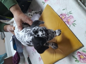 Cățeluși de dalmatian - imagine 2