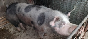 vând porc 200 kilograme  - imagine 2