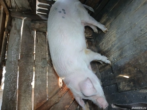 pentru sacrificat - imagine 3