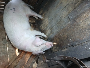 pentru sacrificat - imagine 2