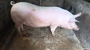 Disponibil  - imagine 2