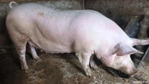 Disponibil  - imagine 3