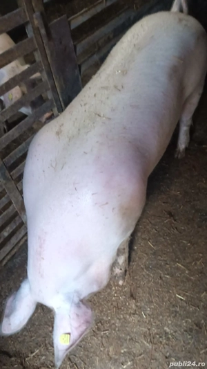 Disponibil  - imagine 5