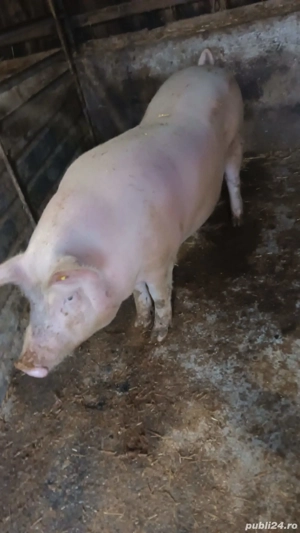 Disponibil  - imagine 4