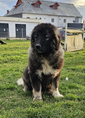 Ciobanesc caucazian 