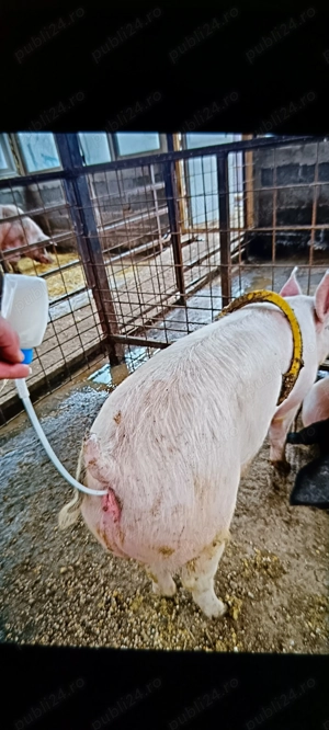 Scrofița marele alb montată  - imagine 2