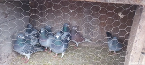 Vând porumbei - imagine 3