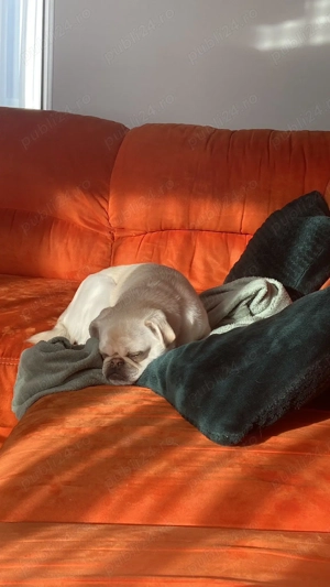 Vând câine rasa pug (mops) alb - imagine 3