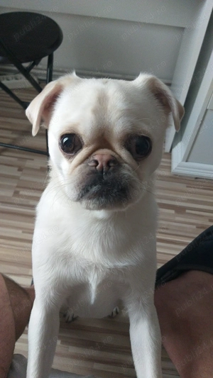 Vând câine rasa pug (mops) alb - imagine 5