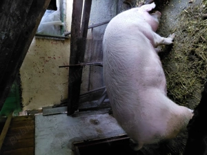 Jumatate de porc de vanzare - imagine 3