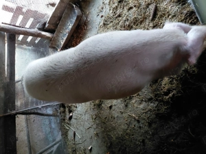 Jumatate de porc de vanzare - imagine 2