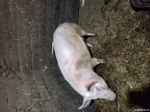 ultima bucata  - imagine 2