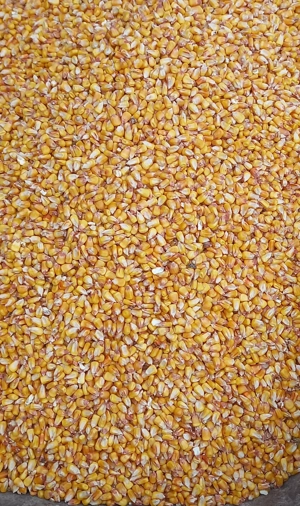 Vând porumb boabe însăcuit 