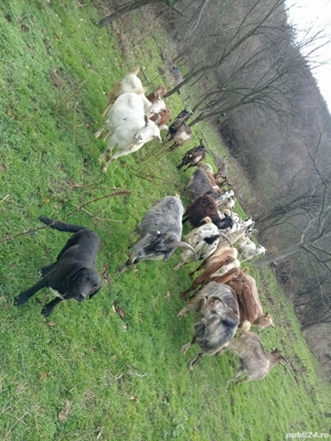 vand capre sau schimb cu vaca  - imagine 3