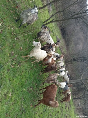 vand capre sau schimb cu vaca  - imagine 2