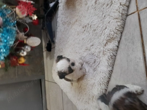 Cățeluși shitzu de vanzare  - imagine 3