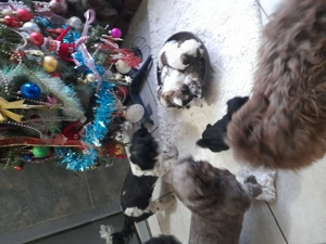 Cățeluși shitzu de vanzare  - imagine 4