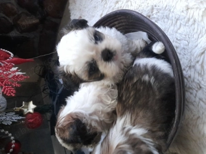 Cățeluși shitzu de vanzare  - imagine 5