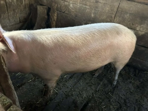 Porci vii de vânzare - crescuți în gospodărie - imagine 2