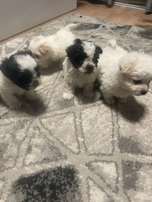 Pui Bichon Maltez de vânzare 