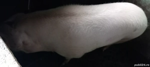 vand porc de casa - imagine 5