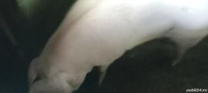 vand porc de casa - imagine 3