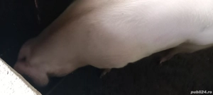 vand porc de casa - imagine 4