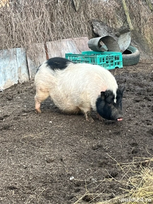 vând purcea vietnameză - imagine 2