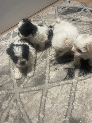 Pui Bichon Maltez de vânzare  - imagine 2