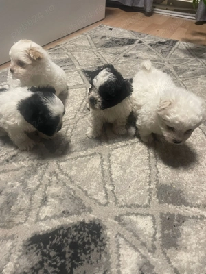 Pui Bichon Maltez de vânzare  - imagine 4