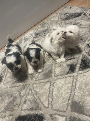 Pui Bichon Maltez de vânzare  - imagine 3