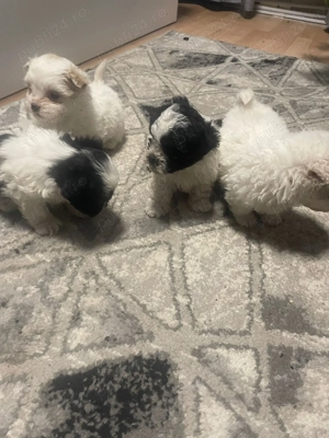 Pui Bichon Maltez de vânzare  - imagine 5