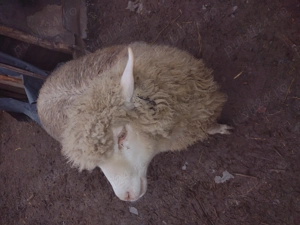 Vând berbecuț pentru sacrificat sau crescut  - imagine 2