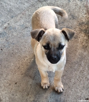 Donez Cățelușă - imagine 3