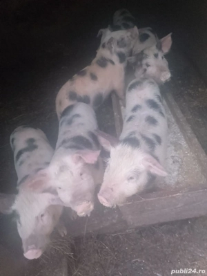 Vând purcei - imagine 2