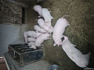 vand purcei 8 saptamani  - imagine 3