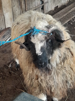 Vand sau schimb berbece  - imagine 2