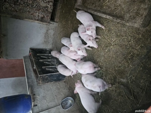 vand purcei 8 saptamani  - imagine 4